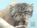 Pallas Cats at the Prospect Park Zoo 3