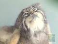 Pallas Cats at the Prospect Park Zoo