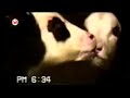 Funniest Animals on Earth