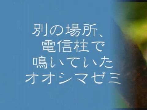 沖縄の蝉