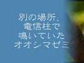 沖縄の蝉
