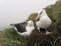 Bird Island albatrosses in October