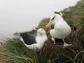 Bird Island albatrosses in October