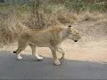 lion-encounter-at-kruger.html