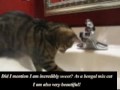 videos de Adopt a Bengal Mix Rescue Cat: JINX!   (www.Advocates4Animals.com)