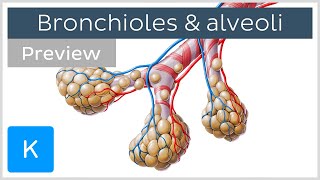 Bronchioles and alveoli: Structure and functions (
