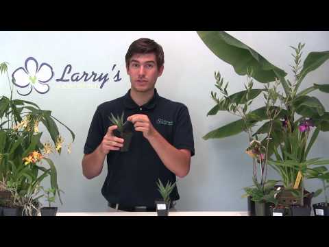 how to fertilize aloe vera plants