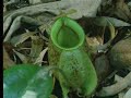 Poisonous Pitcher plant - The Private Life of Plants - David Attenborough - BBC wildlife