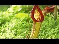 Poisonous Pitcher plant - The Private Life of Plants - David Attenborough - BBC wildlife