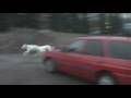 Viivi�s puppies 9 months