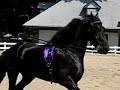 Friesian Horses - Kentucky Horse Park