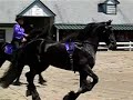 Friesian Horses - Kentucky Horse Park Friesian Horses - Kentucky Horse Park
