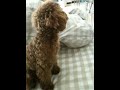 ジュンス おもちゃ欲しさに お座り→お手→伏せ→待て おねだり