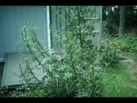 how to transplant globe thistle