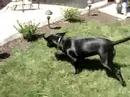 The Ferocious Black Lab