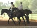 Patrick-16.2HH AQHA gelding for sale ValleyViewRanch.net