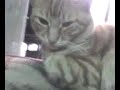 un lindo y gringo gatito un lindo y gringo gatito