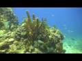 Diving Guadeloupe 1