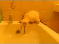 Kitten diving into the bath! Kitten diving into the bath!