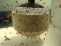 Guarda video