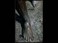 videos de NEW IRISH POETRY BY S.D.CLIFFORD - COMPLICATED COMPLEX 1