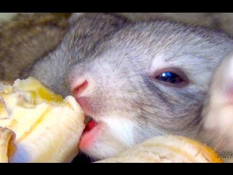 pets - Cute white big Flemish Giant bunny rabbit and bunny babies eating bananas from hand. Rabbits eating bananas. It's one of the cutest pets in the world. It's i...