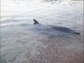 DELFINI (AMORGOS - KATO MERIA)