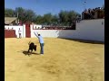 \"Gordi\" corneado en la capea de Utrera XDDD