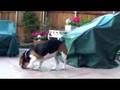 Beagles Going Wild! (introducing Wiggles)
