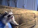 raccoon the female her name is dopey  8-15-08