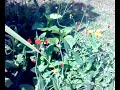 kashmir butterflies
