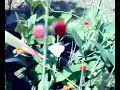 kashmir butterflies