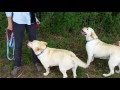 Fakir und Eclipse beim Spaziergang
