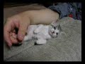 Another sleepy kitten!