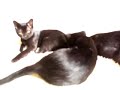 Af Thors Bombay Kittens