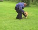 viona beger malinois viona beger malinois