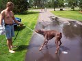 Indy our Doberman attacking the water! Indy our Doberman attacking the water!