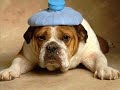 Who let the dog\