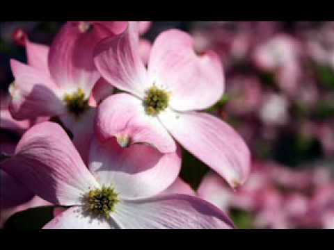 Boba Stefanovic - Kazu mi da jos si uvek sama