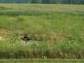 videos de Wopper Chopper 3