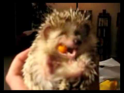 Igel - Igel beim Fressen.