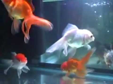 how to treat aquarium fish parasites
