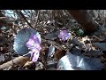 Click here to watch this video 20120501三国山