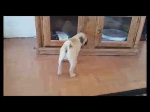 AKC Pug Fawn Female Precious