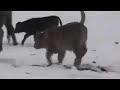 Minnesota Aubrac cattle