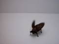 Vintage German Tin Bettle Wind-up Walking Toy