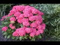 PANIS ANGELICUS - C. FRANCK PANIS ANGELICUS - C. FRANCK