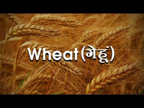 Health Benefits of Wheat