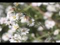 Beauty of Nature ... Native Flute Music of Mark Holland / Autumn's Child
