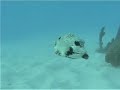 smooth trunkfish